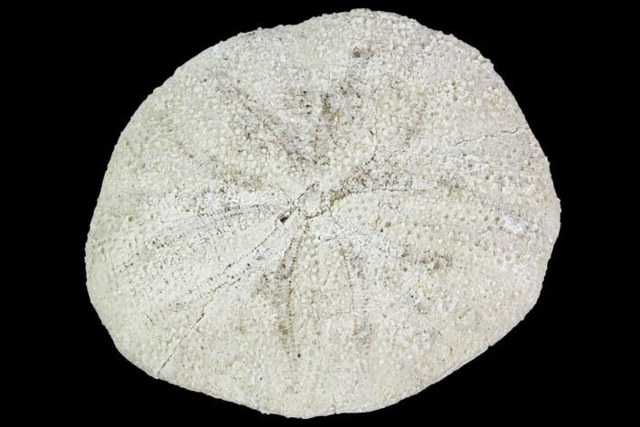 Fossil Sand Dollar (Astrodapsis) - California #103636